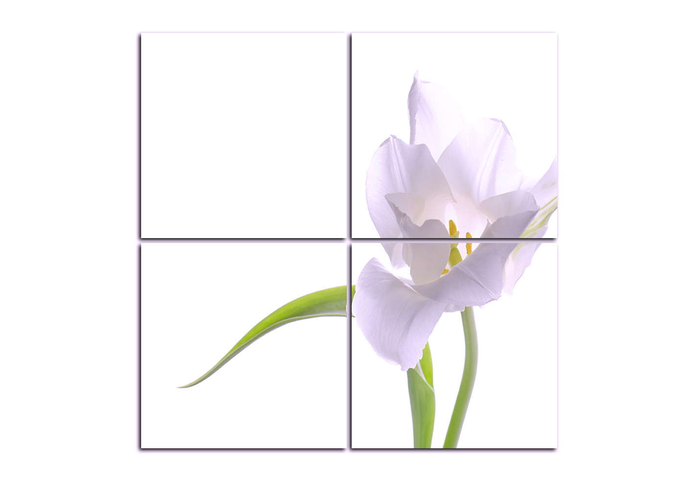 Obraz na plátně - Tulipán - čtverec Obraz na plátně - Tulipán - čtverec